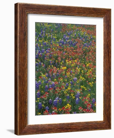 Paintbrush, Bluebonnets, and Bladderpod, Texas, USA-Adam Jones-Framed Photographic Print