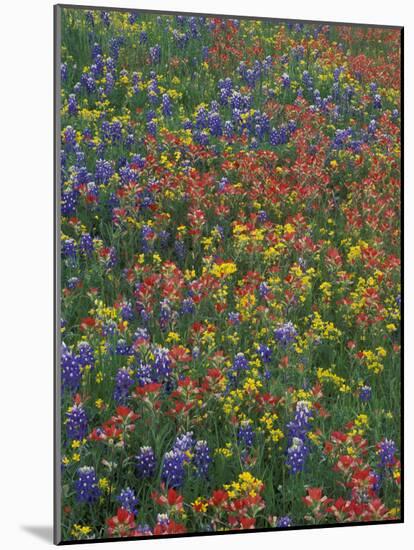 Paintbrush, Bluebonnets, and Bladderpod, Texas, USA-Adam Jones-Mounted Photographic Print