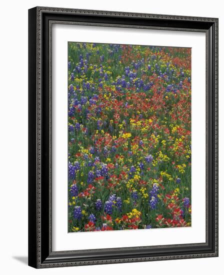 Paintbrush, Bluebonnets, and Bladderpod, Texas, USA-Adam Jones-Framed Photographic Print