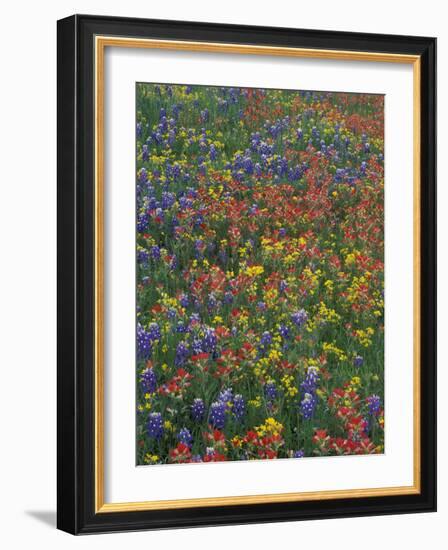 Paintbrush, Bluebonnets, and Bladderpod, Texas, USA-Adam Jones-Framed Photographic Print