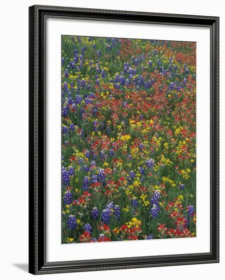 Paintbrush, Bluebonnets, and Bladderpod, Texas, USA-Adam Jones-Framed Photographic Print