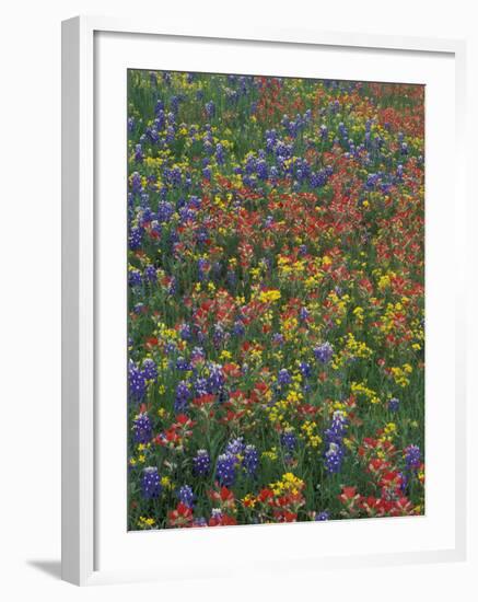 Paintbrush, Bluebonnets, and Bladderpod, Texas, USA-Adam Jones-Framed Photographic Print