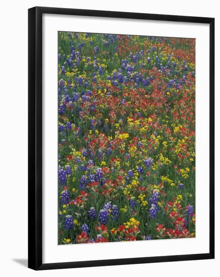 Paintbrush, Bluebonnets, and Bladderpod, Texas, USA-Adam Jones-Framed Photographic Print