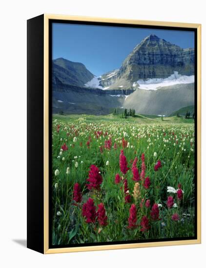 Paintbrush in Uinta National Forest, Wasatch Mountains, Mount Timpanogos Wilderness, Utah, USA-Scott T^ Smith-Framed Premier Image Canvas