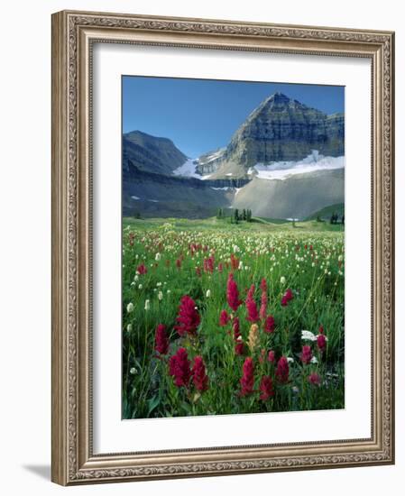 Paintbrush in Uinta National Forest, Wasatch Mountains, Mount Timpanogos Wilderness, Utah, USA-Scott T^ Smith-Framed Photographic Print