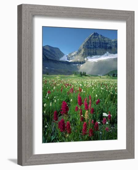 Paintbrush in Uinta National Forest, Wasatch Mountains, Mount Timpanogos Wilderness, Utah, USA-Scott T^ Smith-Framed Photographic Print