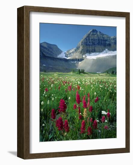 Paintbrush in Uinta National Forest, Wasatch Mountains, Mount Timpanogos Wilderness, Utah, USA-Scott T^ Smith-Framed Photographic Print