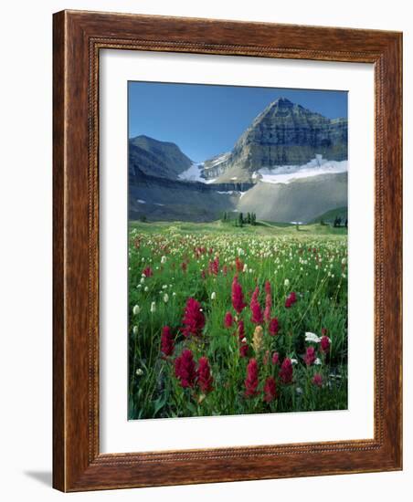 Paintbrush in Uinta National Forest, Wasatch Mountains, Mount Timpanogos Wilderness, Utah, USA-Scott T^ Smith-Framed Photographic Print