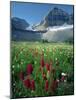 Paintbrush in Uinta National Forest, Wasatch Mountains, Mount Timpanogos Wilderness, Utah, USA-Scott T^ Smith-Mounted Photographic Print