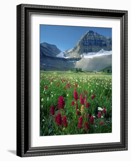 Paintbrush in Uinta National Forest, Wasatch Mountains, Mount Timpanogos Wilderness, Utah, USA-Scott T^ Smith-Framed Photographic Print