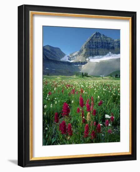 Paintbrush in Uinta National Forest, Wasatch Mountains, Mount Timpanogos Wilderness, Utah, USA-Scott T^ Smith-Framed Photographic Print