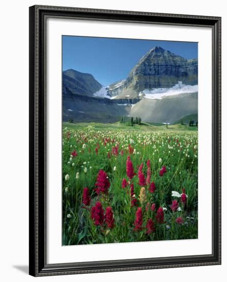 Paintbrush in Uinta National Forest, Wasatch Mountains, Mount Timpanogos Wilderness, Utah, USA-Scott T^ Smith-Framed Photographic Print