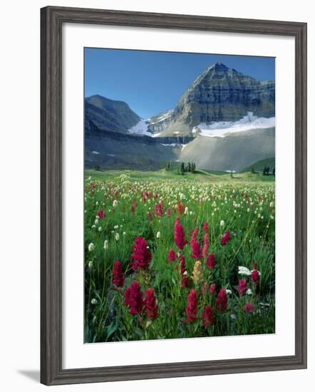 Paintbrush in Uinta National Forest, Wasatch Mountains, Mount Timpanogos Wilderness, Utah, USA-Scott T^ Smith-Framed Photographic Print