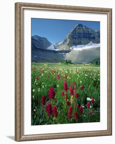 Paintbrush in Uinta National Forest, Wasatch Mountains, Mount Timpanogos Wilderness, Utah, USA-Scott T^ Smith-Framed Photographic Print