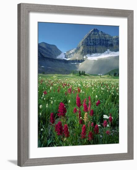 Paintbrush in Uinta National Forest, Wasatch Mountains, Mount Timpanogos Wilderness, Utah, USA-Scott T^ Smith-Framed Photographic Print