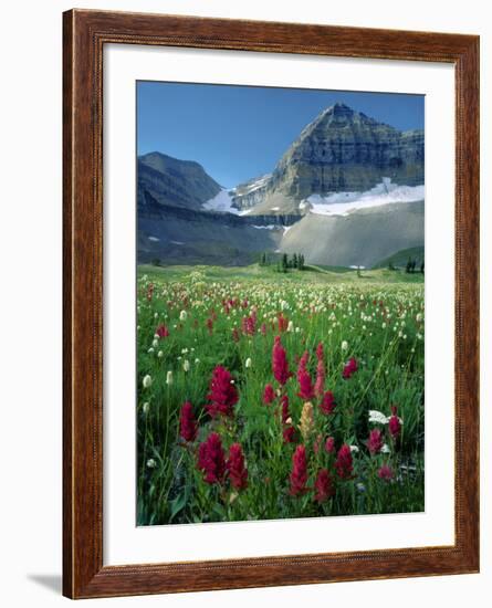 Paintbrush in Uinta National Forest, Wasatch Mountains, Mount Timpanogos Wilderness, Utah, USA-Scott T^ Smith-Framed Photographic Print