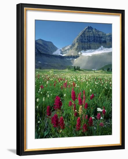 Paintbrush in Uinta National Forest, Wasatch Mountains, Mount Timpanogos Wilderness, Utah, USA-Scott T^ Smith-Framed Photographic Print