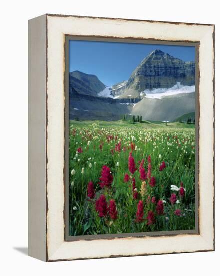 Paintbrush in Uinta National Forest, Wasatch Mountains, Mount Timpanogos Wilderness, Utah, USA-Scott T^ Smith-Framed Premier Image Canvas