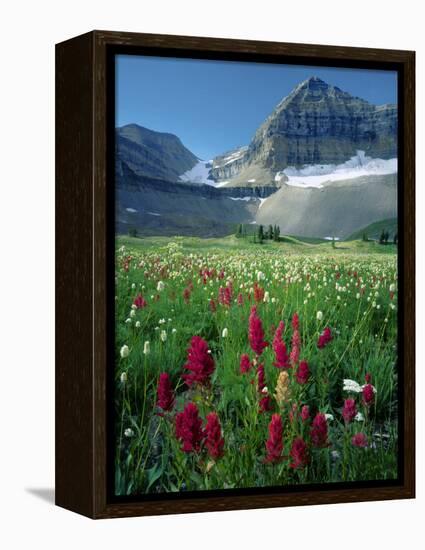 Paintbrush in Uinta National Forest, Wasatch Mountains, Mount Timpanogos Wilderness, Utah, USA-Scott T^ Smith-Framed Premier Image Canvas