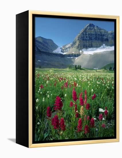 Paintbrush in Uinta National Forest, Wasatch Mountains, Mount Timpanogos Wilderness, Utah, USA-Scott T^ Smith-Framed Premier Image Canvas