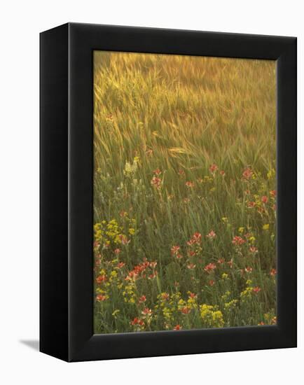 Paintbrush, Low Bladderpod and Grass, Texas Hill Country, USA-Adam Jones-Framed Premier Image Canvas