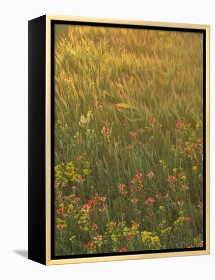 Paintbrush, Low Bladderpod and Grass, Texas Hill Country, USA-Adam Jones-Framed Premier Image Canvas