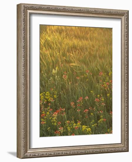 Paintbrush, Low Bladderpod and Grass, Texas Hill Country, USA-Adam Jones-Framed Photographic Print