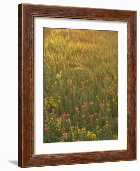 Paintbrush, Low Bladderpod and Grass, Texas Hill Country, USA-Adam Jones-Framed Photographic Print