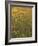 Paintbrush, Low Bladderpod and Grass, Texas Hill Country, USA-Adam Jones-Framed Photographic Print