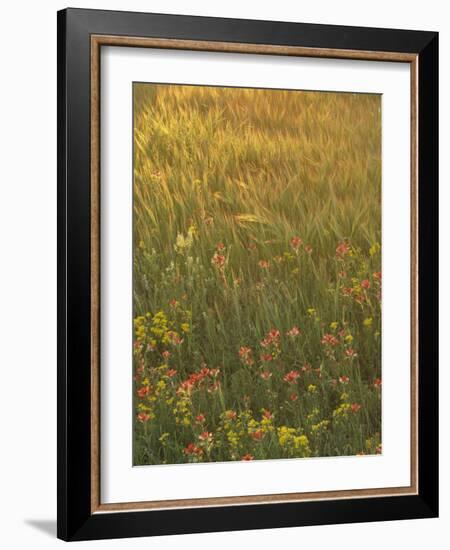 Paintbrush, Low Bladderpod and Grass, Texas Hill Country, USA-Adam Jones-Framed Photographic Print