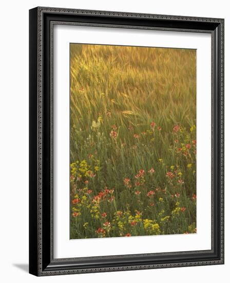 Paintbrush, Low Bladderpod and Grass, Texas Hill Country, USA-Adam Jones-Framed Photographic Print