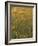 Paintbrush, Low Bladderpod and Grass, Texas Hill Country, USA-Adam Jones-Framed Photographic Print