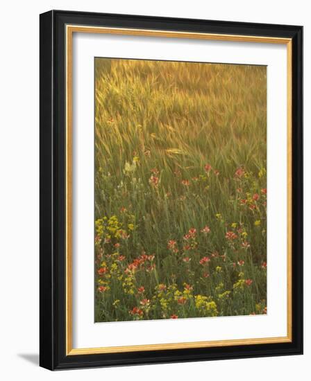 Paintbrush, Low Bladderpod and Grass, Texas Hill Country, USA-Adam Jones-Framed Photographic Print