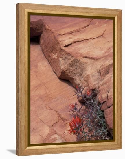 Paintbrush with Entrada Sandstone Along Zion-Mt. Carmel Highway, Zion National Park, Utah, USA-null-Framed Premier Image Canvas