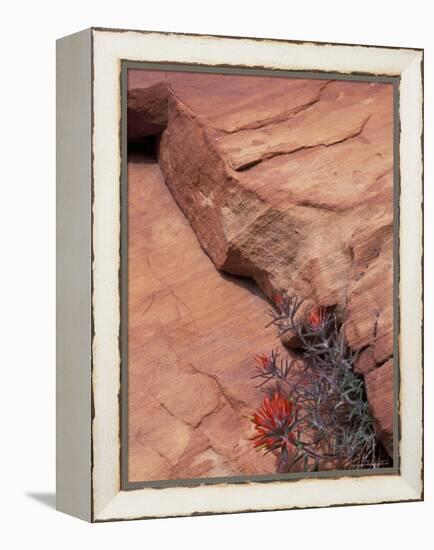 Paintbrush with Entrada Sandstone Along Zion-Mt. Carmel Highway, Zion National Park, Utah, USA-null-Framed Premier Image Canvas