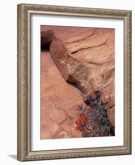 Paintbrush with Entrada Sandstone Along Zion-Mt. Carmel Highway, Zion National Park, Utah, USA-null-Framed Photographic Print