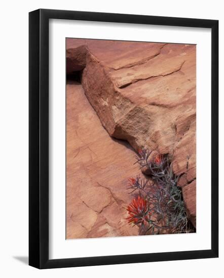 Paintbrush with Entrada Sandstone Along Zion-Mt. Carmel Highway, Zion National Park, Utah, USA-null-Framed Photographic Print