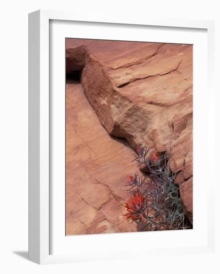 Paintbrush with Entrada Sandstone Along Zion-Mt. Carmel Highway, Zion National Park, Utah, USA-null-Framed Photographic Print
