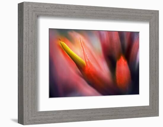 Paintbrush-Ursula Abresch-Framed Photographic Print