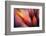 Paintbrush-Ursula Abresch-Framed Photographic Print