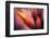 Paintbrush-Ursula Abresch-Framed Photographic Print