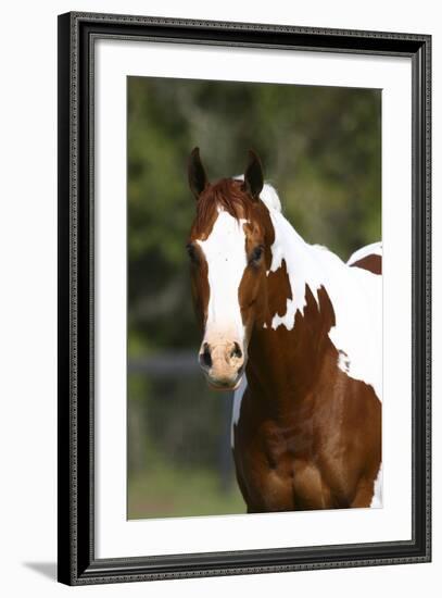 Painted 034-Bob Langrish-Framed Photographic Print