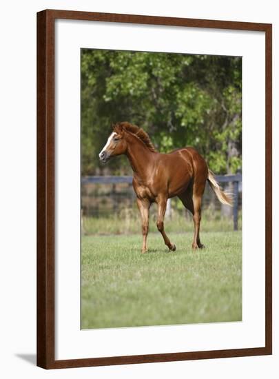 Painted 039-Bob Langrish-Framed Photographic Print