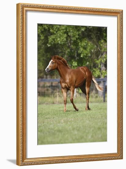 Painted 039-Bob Langrish-Framed Photographic Print