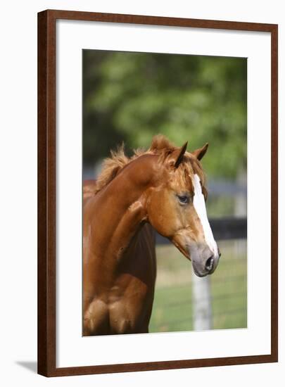 Painted 040-Bob Langrish-Framed Photographic Print