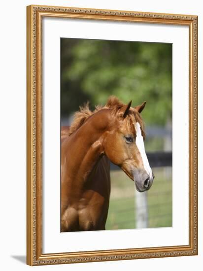 Painted 040-Bob Langrish-Framed Photographic Print