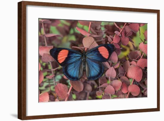 Painted Beauty Butterfly from the Amazon Region, Batesia Hypochlora-Darrell Gulin-Framed Photographic Print