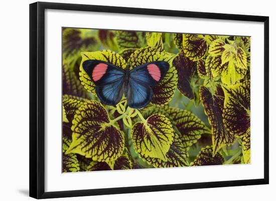 Painted Beauty Butterfly from the Amazon Region, Batesia Hypochlora-Darrell Gulin-Framed Photographic Print