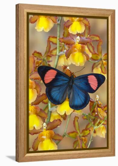 Painted Beauty Butterfly from the Amazon Region, Batesia Hypochlora-Darrell Gulin-Framed Premier Image Canvas