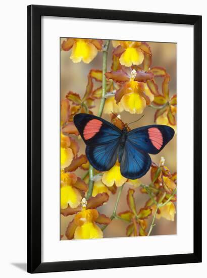 Painted Beauty Butterfly from the Amazon Region, Batesia Hypochlora-Darrell Gulin-Framed Photographic Print